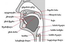 სამეტყველო ორგანოები და მათი ფუნქციონირება
