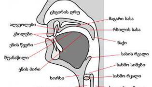 სამეტყველო ორგანოები და მათი ფუნქციონირება