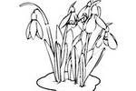 ენძელა