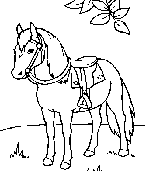 ცხენი